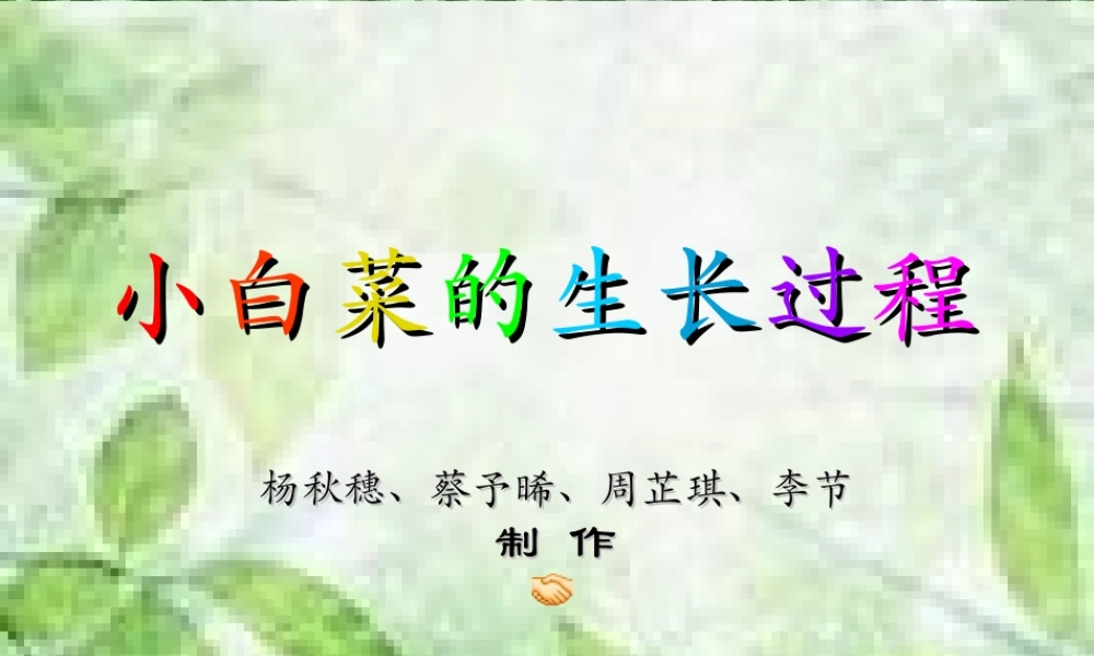 小白菜的生长过程