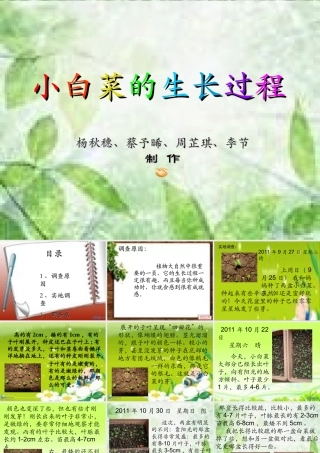 小白菜的生长过程