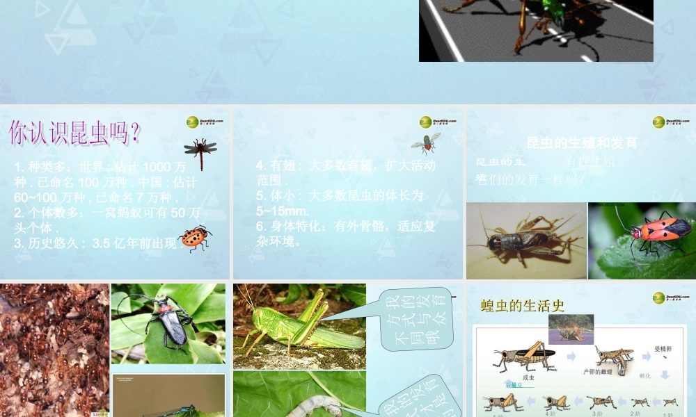 八年级生物上册 昆虫的生殖和发育课件 济南版 课件