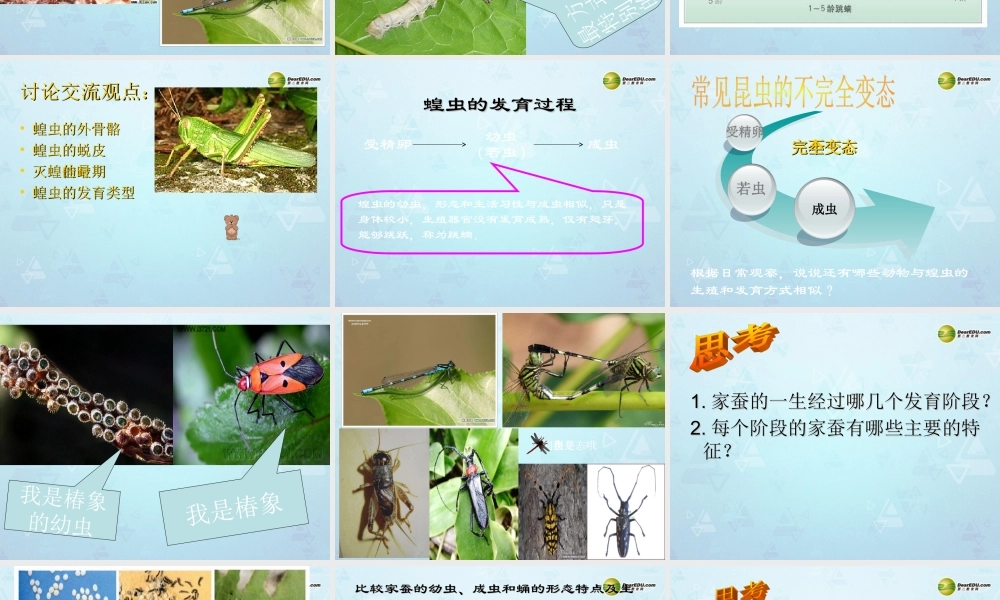 八年级生物上册 昆虫的生殖和发育课件 济南版 课件