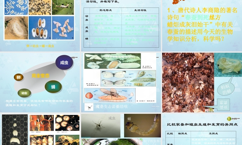 八年级生物上册 昆虫的生殖和发育课件 济南版 课件