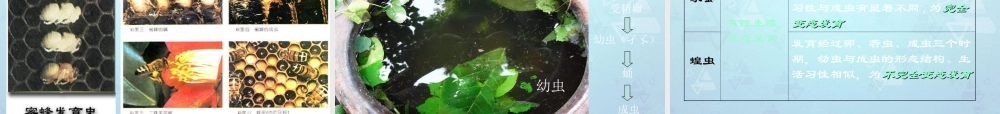 八年级生物上册 昆虫的生殖和发育课件 济南版 课件