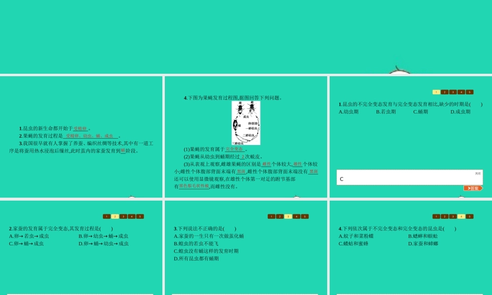 八年级生物上册 第四单元 第二章 第一节 昆虫的生殖和发育(第2课时 探究果蝇的发育)课件 (新版)济南版 课件
