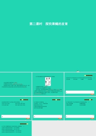 八年级生物上册 第四单元 第二章 第一节 昆虫的生殖和发育(第2课时 探究果蝇的发育)课件 (新版)济南版 课件