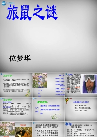 八年级语文下册 3.13 旅鼠之谜课件 (新版)新人教版 课件
