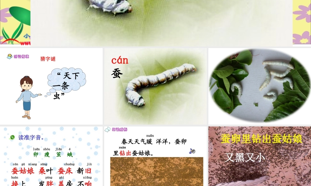 蚕姑娘 课件