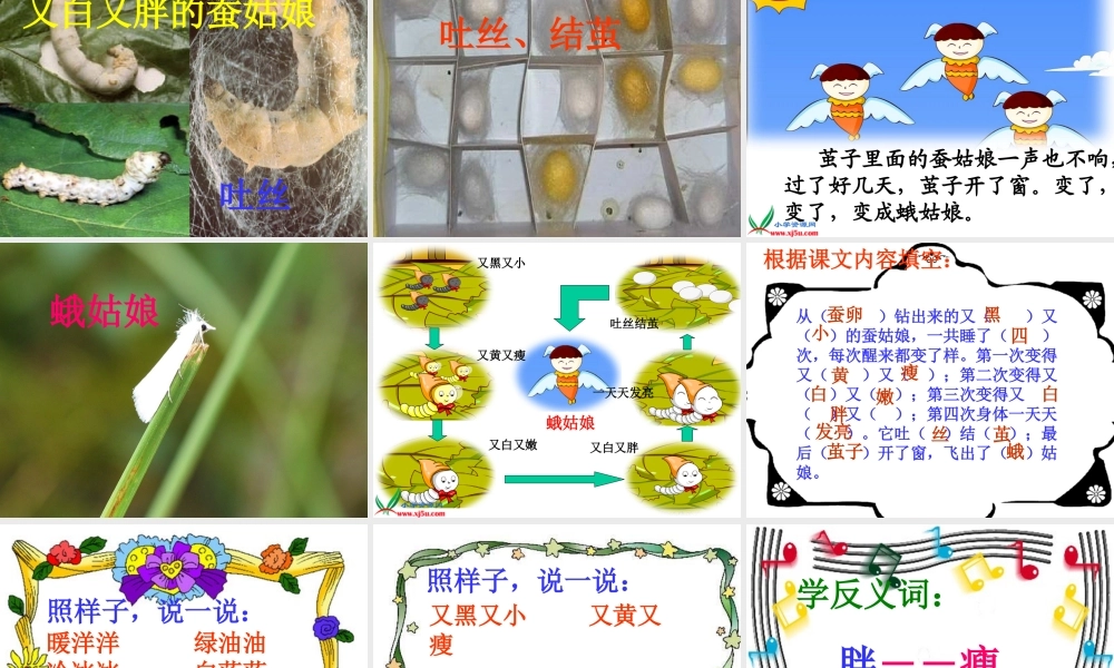 蚕姑娘 课件
