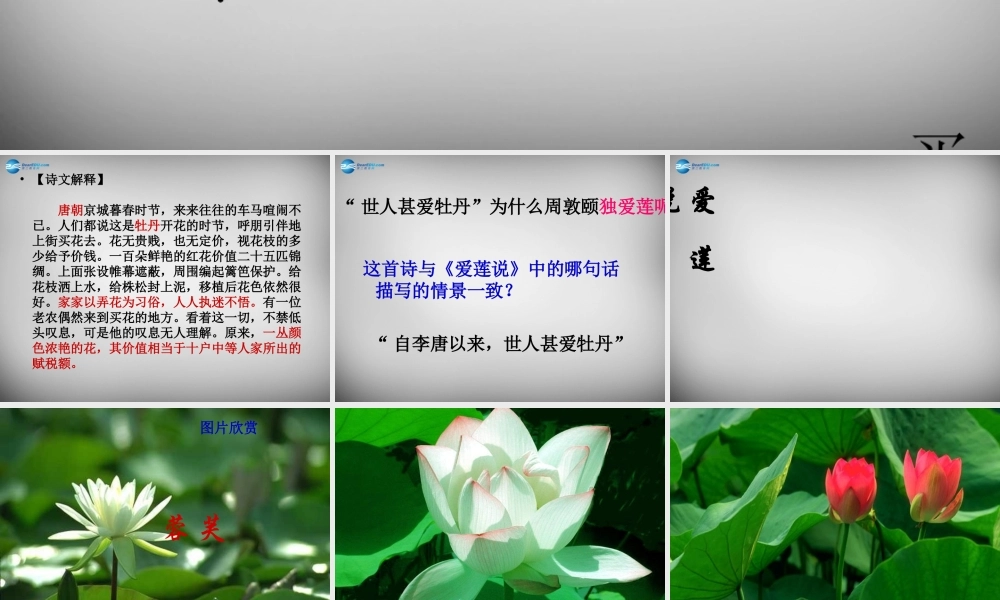 中学八年级语文上册 22(短文两篇)爱莲说课件 新人教版 课件
