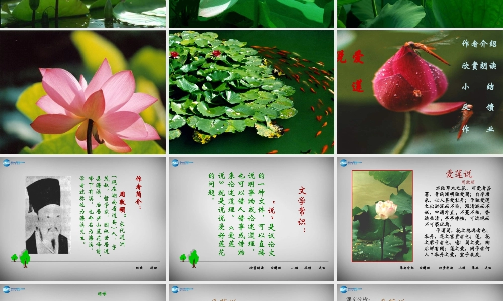 中学八年级语文上册 22(短文两篇)爱莲说课件 新人教版 课件
