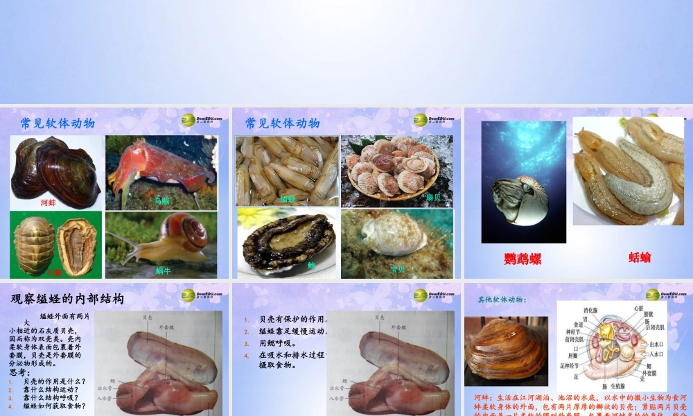 八年级生物上册 第五单元 1.3 软体动物课件2 (新版)新人教版 课件