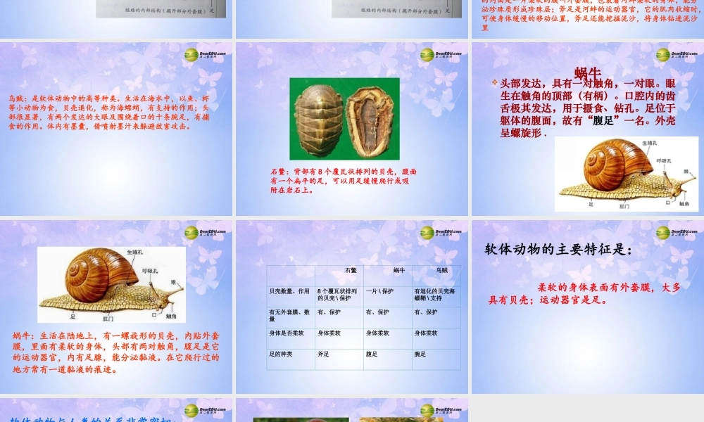 八年级生物上册 第五单元 1.3 软体动物课件2 (新版)新人教版 课件