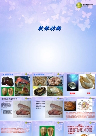 八年级生物上册 第五单元 1.3 软体动物课件2 (新版)新人教版 课件