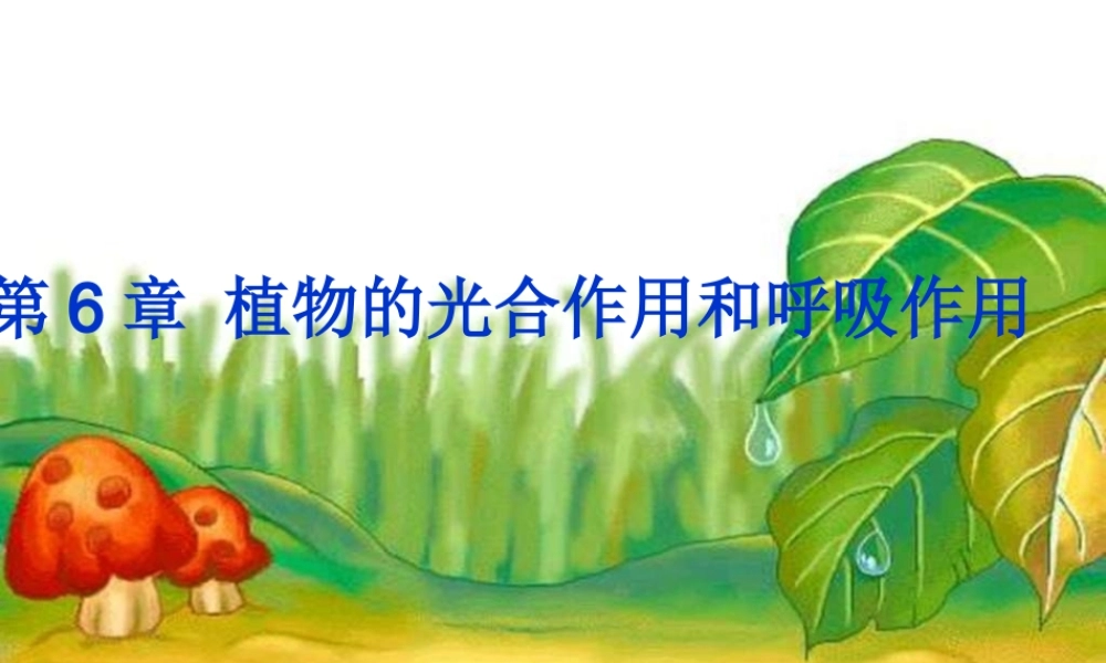 七年级生物 植物的光合作用和呼吸作用课件 苏教版 课件