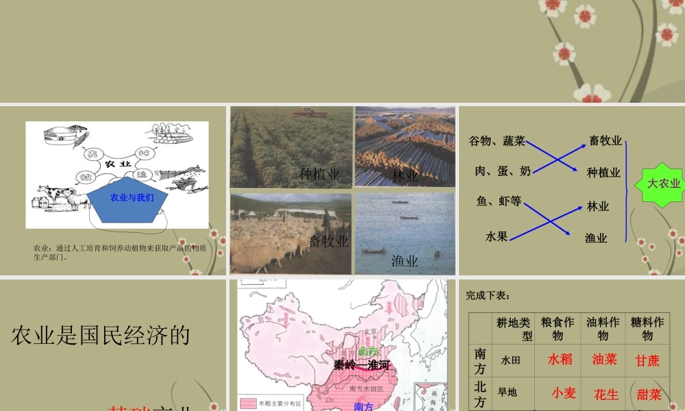 八年级地理上册(农业的分布)课件 商务星球版 课件