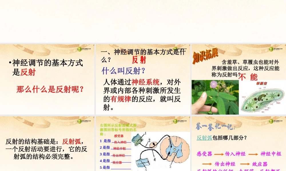 八年级生物下册 第六章 神经系统的组成复习配套课件2 鲁科版 课件