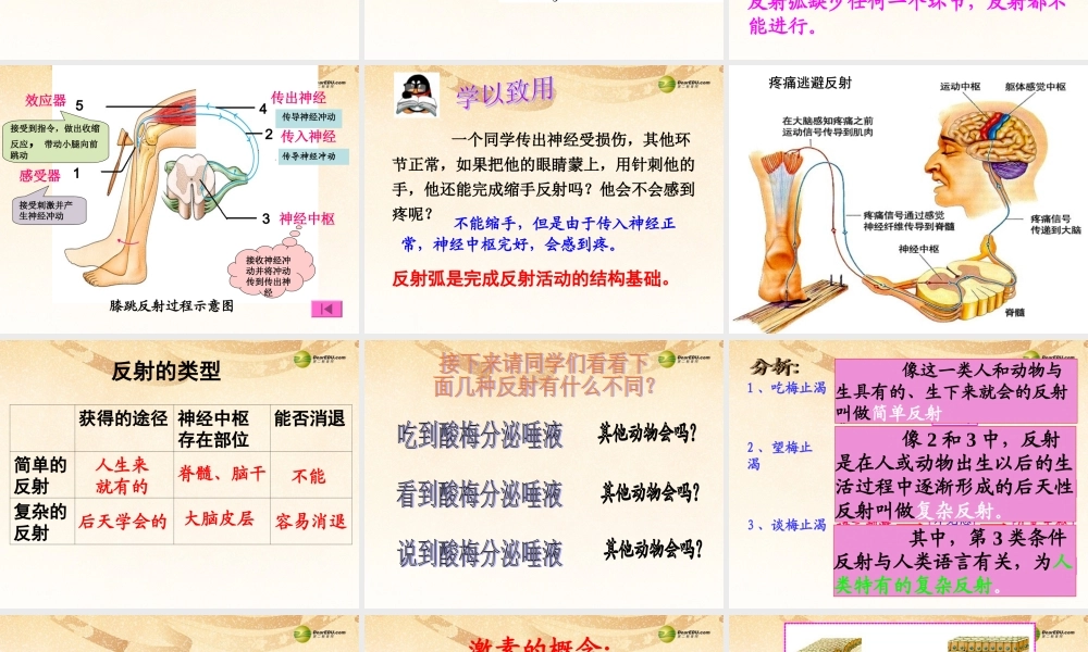 八年级生物下册 第六章 神经系统的组成复习配套课件2 鲁科版 课件