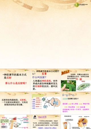 八年级生物下册 第六章 神经系统的组成复习配套课件2 鲁科版 课件