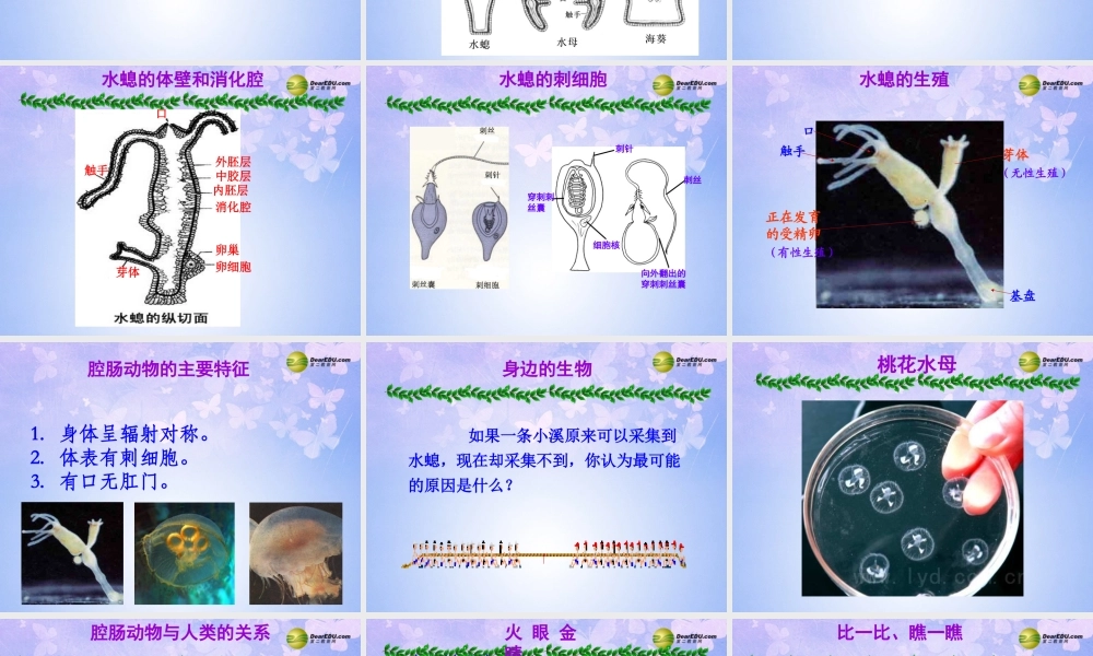 八年级生物上册 第五单元 第一章 第一节 腔肠动物和扁形动物课件2 新人教版 课件