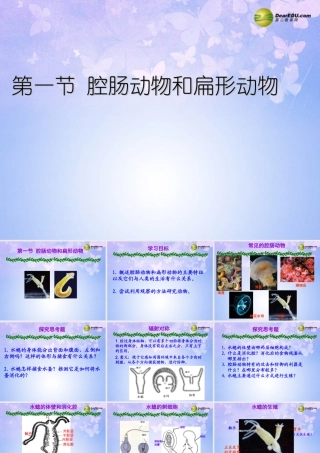 八年级生物上册 第五单元 第一章 第一节 腔肠动物和扁形动物课件2 新人教版 课件