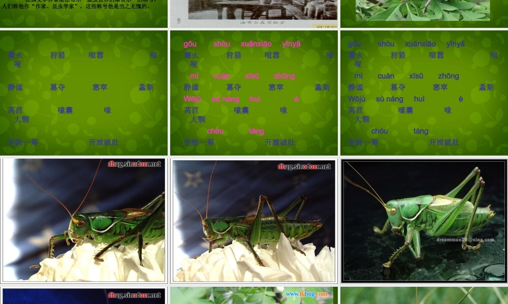 中学七年级语文上册 23 绿色蝈蝈课件 (新版)新人教版