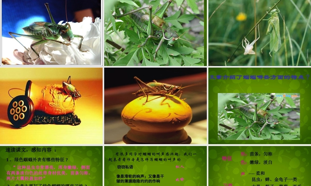 中学七年级语文上册 23 绿色蝈蝈课件 (新版)新人教版