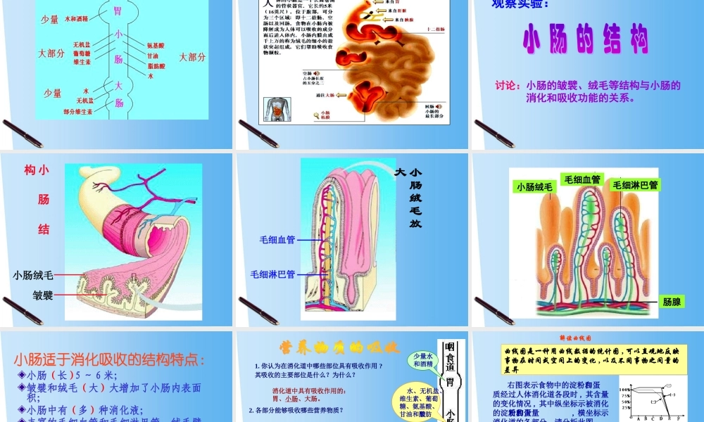 七年级生物下册 消化和吸收课件
