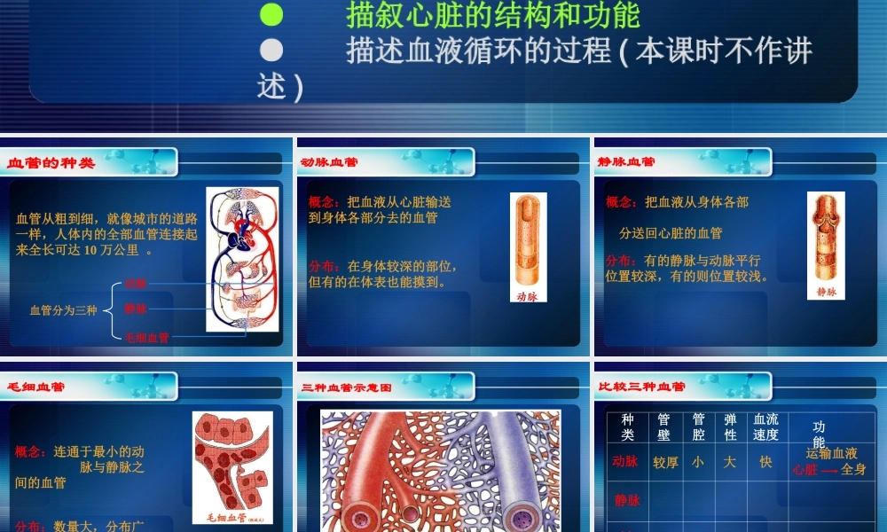 《血液循环》课件1