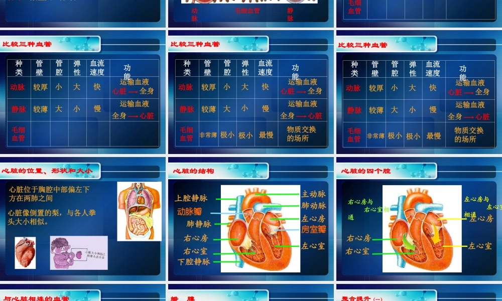 《血液循环》课件1