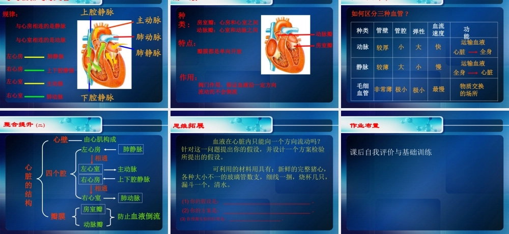 《血液循环》课件1