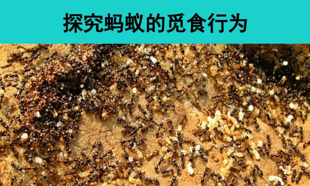 八年级生物上册 第六单元 第十八章 第二节 动物行为的生理基础 探究蚂蚁的觅食行为课件 (新版)苏教版 课件
