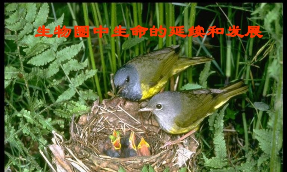 八年级生物植物的生殖课件