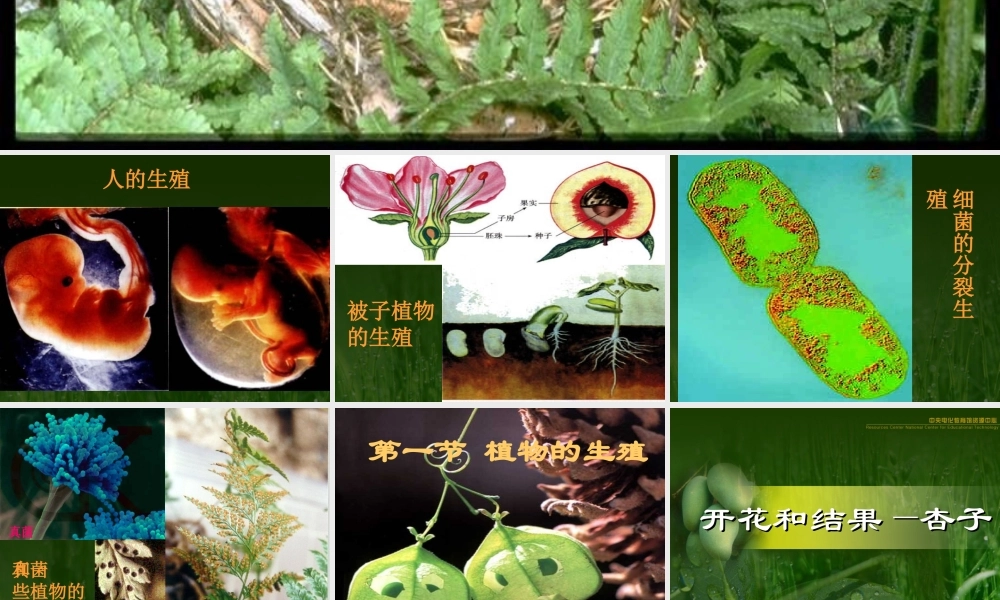 八年级生物植物的生殖课件