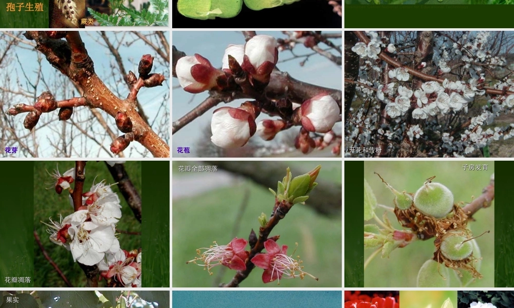 八年级生物植物的生殖课件