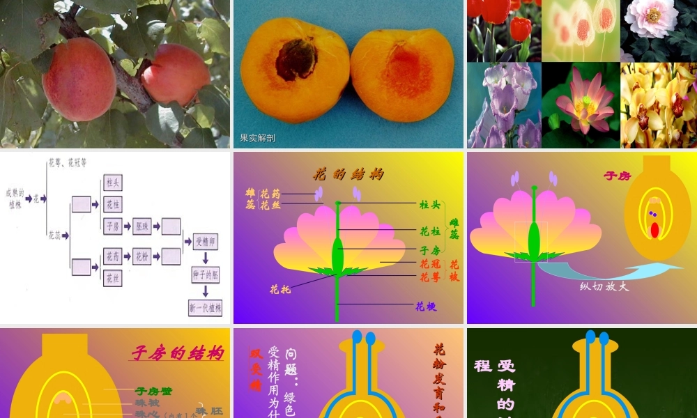 八年级生物植物的生殖课件