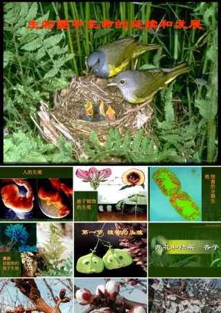 八年级生物植物的生殖课件