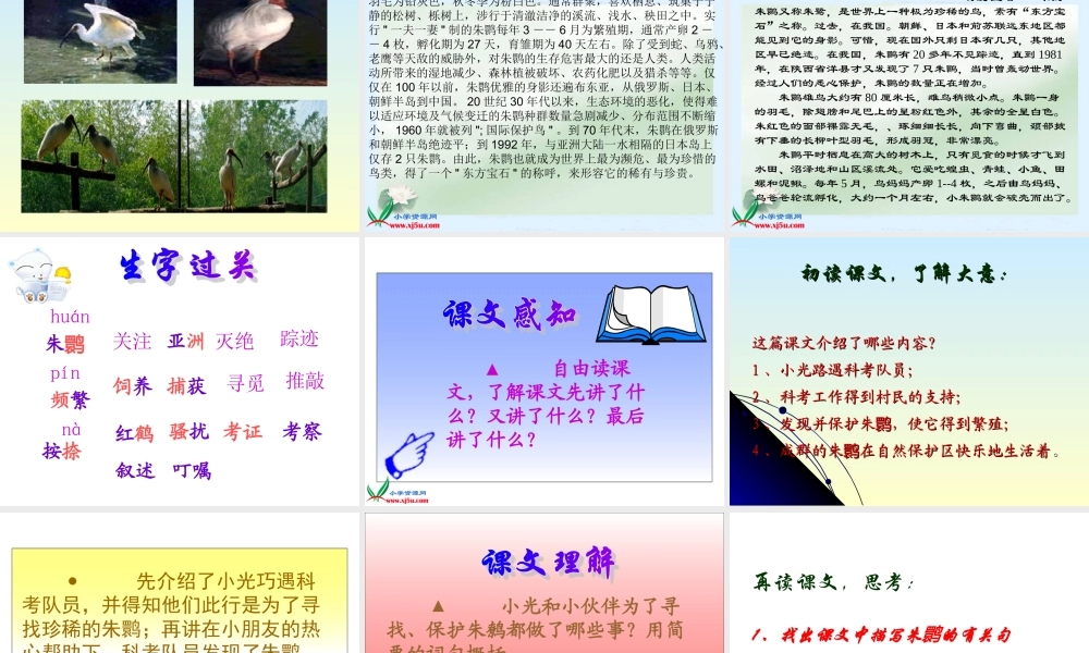 朱鹮飞回来了 (2)