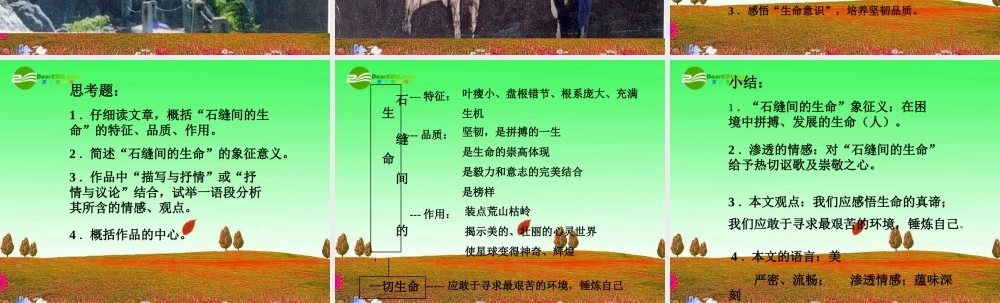 九年级语文上册 第11课(石缝间的生命)课件 北京课改版 课件