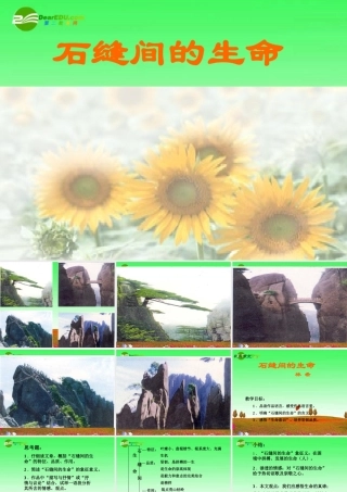 九年级语文上册 第11课(石缝间的生命)课件 北京课改版 课件