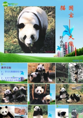 七年级语文下册(国宝大熊猫)优秀实用课件 苏教版 课件
