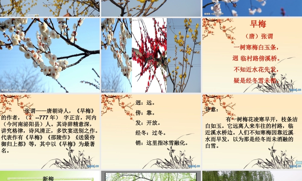 古诗三首_早梅_新柳_北陂杏花