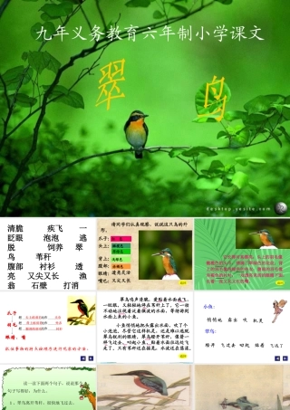 翠鸟 (2)
