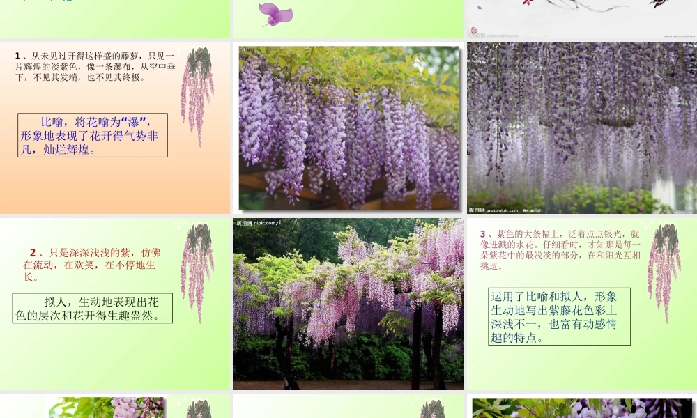 《紫藤萝瀑布》模本1