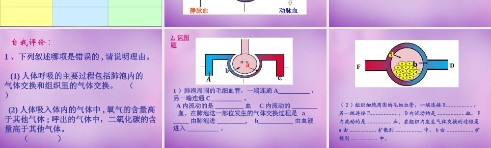 中学七年级生物下册 10.4 人体内的气体交换课件 苏教版 课件