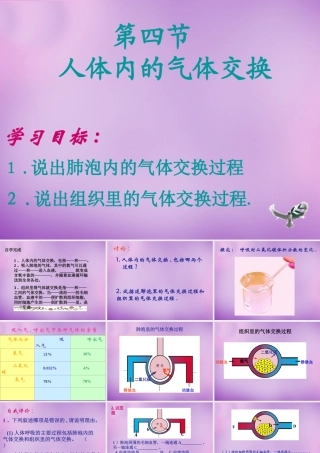 中学七年级生物下册 10.4 人体内的气体交换课件 苏教版 课件