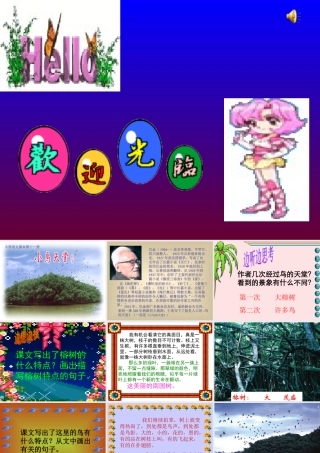 四年级《鸟的天堂》课件1