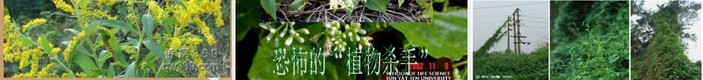 中学八年级语文上册(生物入侵者)课件 新人教版 课件
