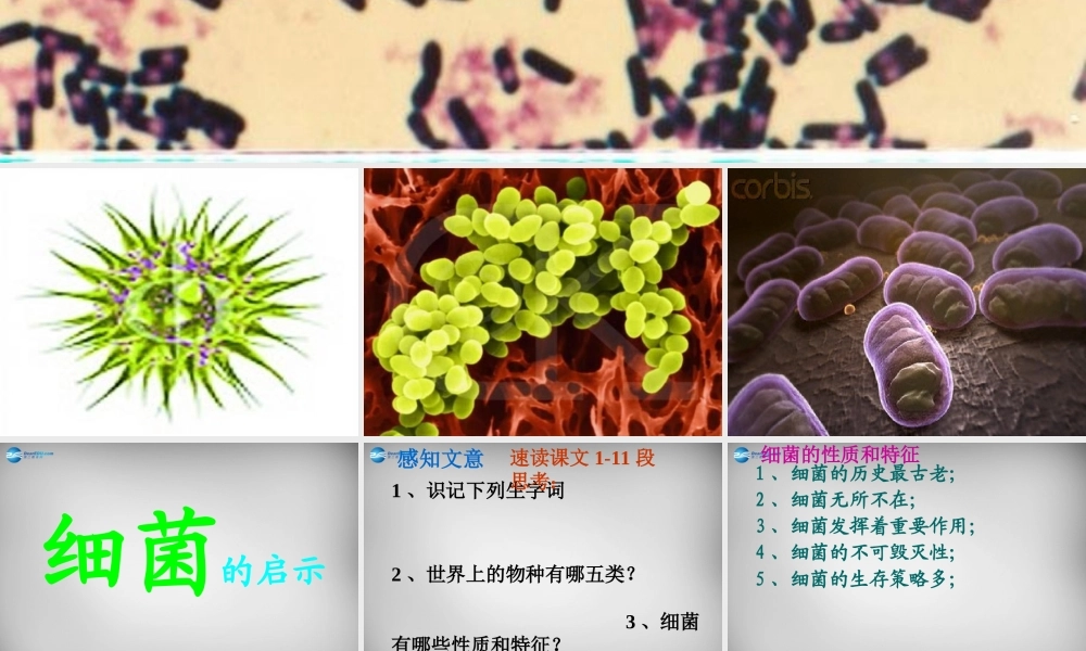 八年级语文下册 3 细菌的启示课件2 (新版)北师大版 课件