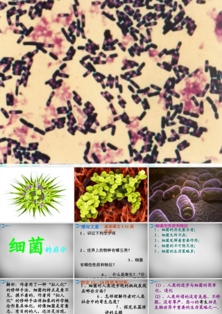 八年级语文下册 3 细菌的启示课件2 (新版)北师大版 课件