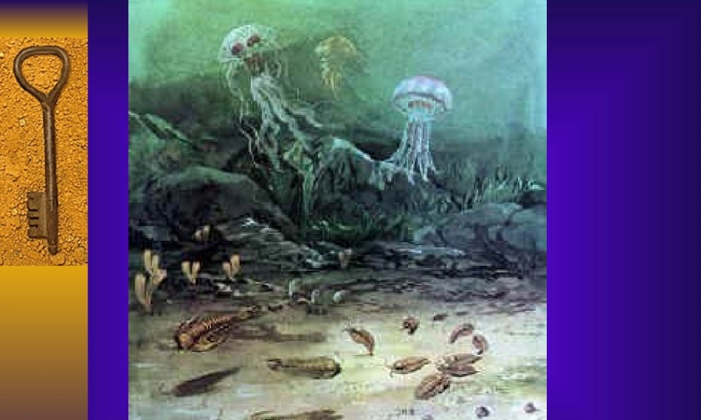 八年级生物 第二章腔肠动物门课件