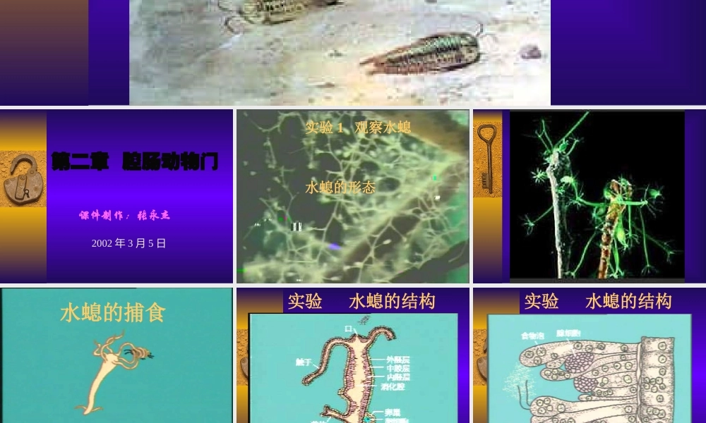 八年级生物 第二章腔肠动物门课件